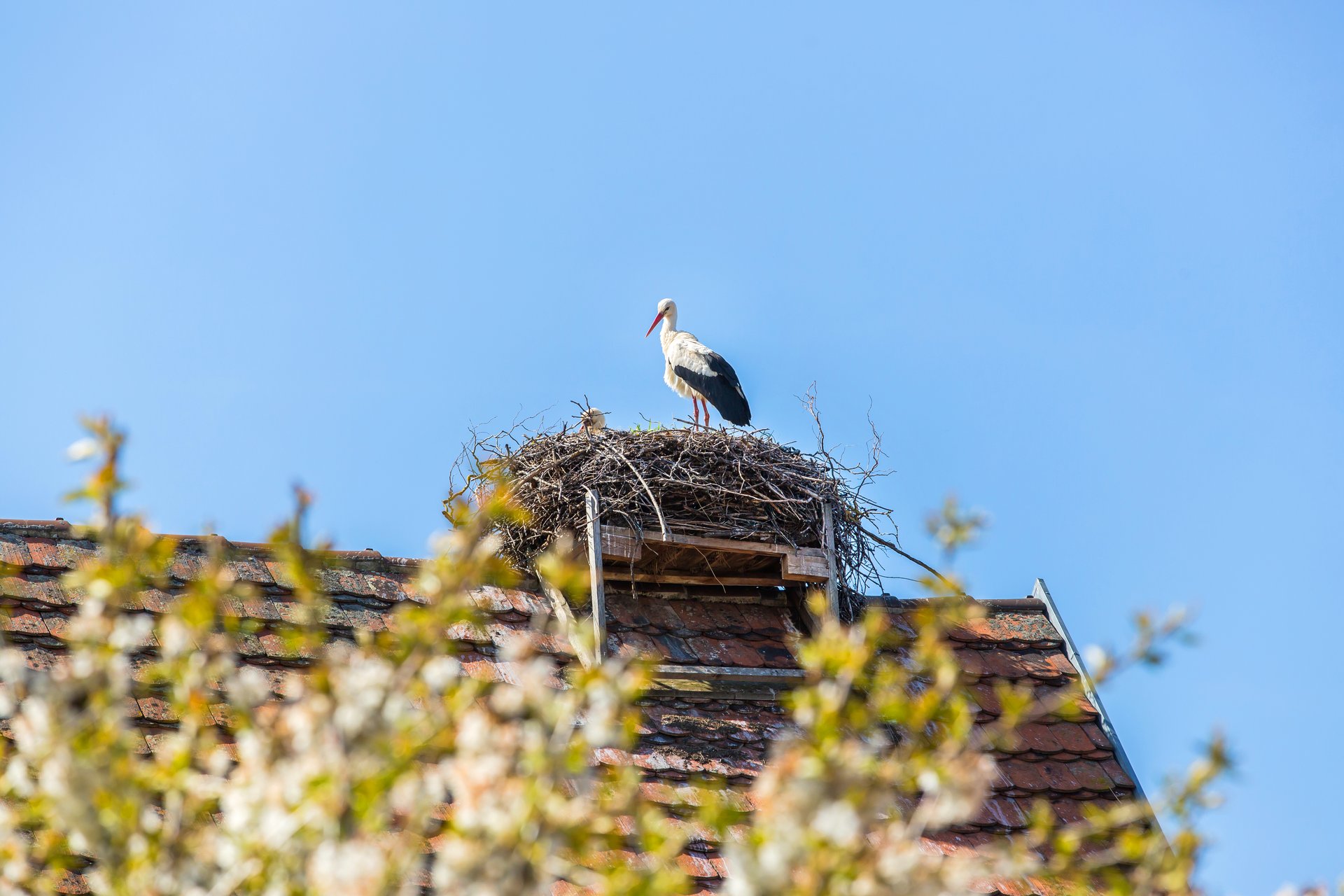 Storchennest