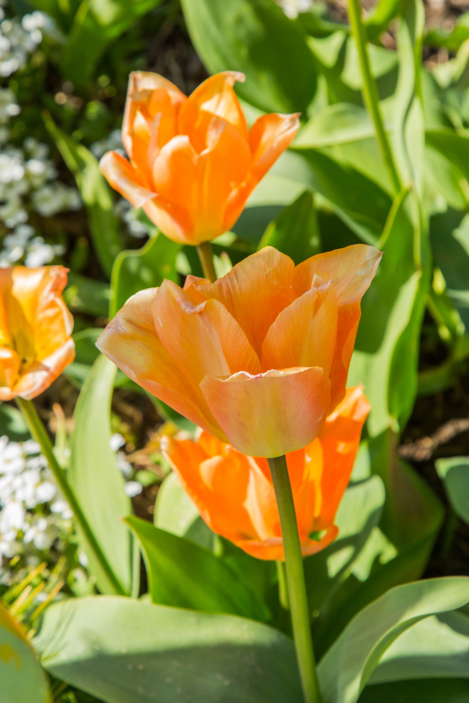 Blüten im Frühling